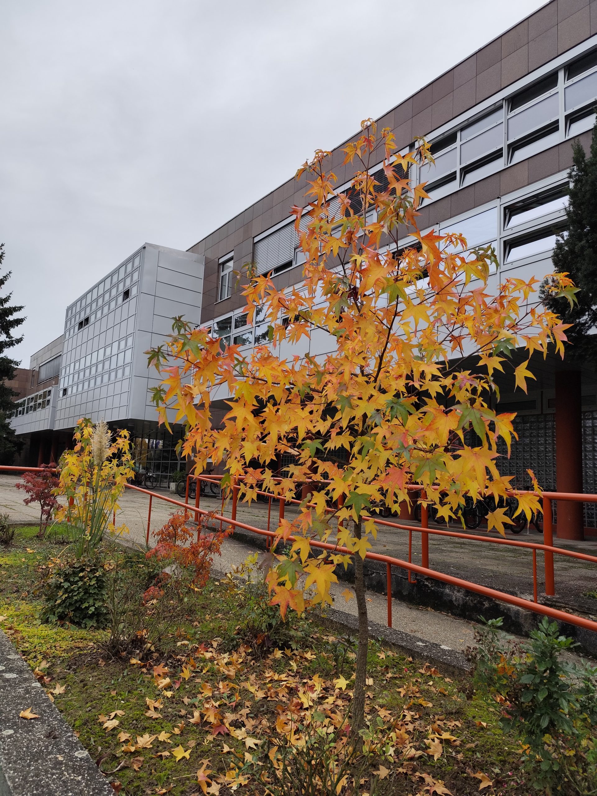 Uživajte u jesenskim motivima drveća koje su ispred škole posadili naši volonteri!
